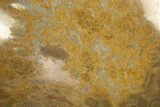 Polished Fossil Coral (Actinocyathus) Dish - Morocco #289016-2